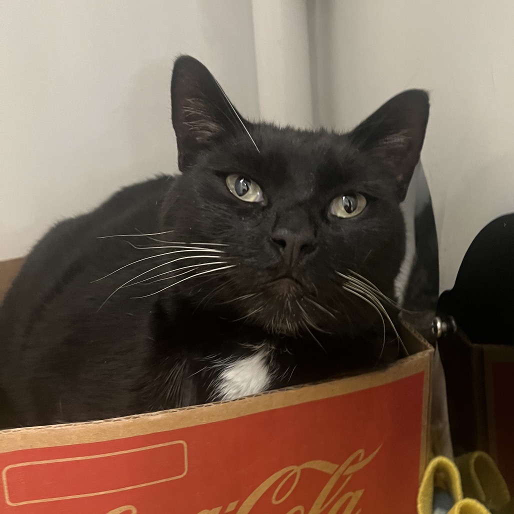 York - Domestic Shorthair