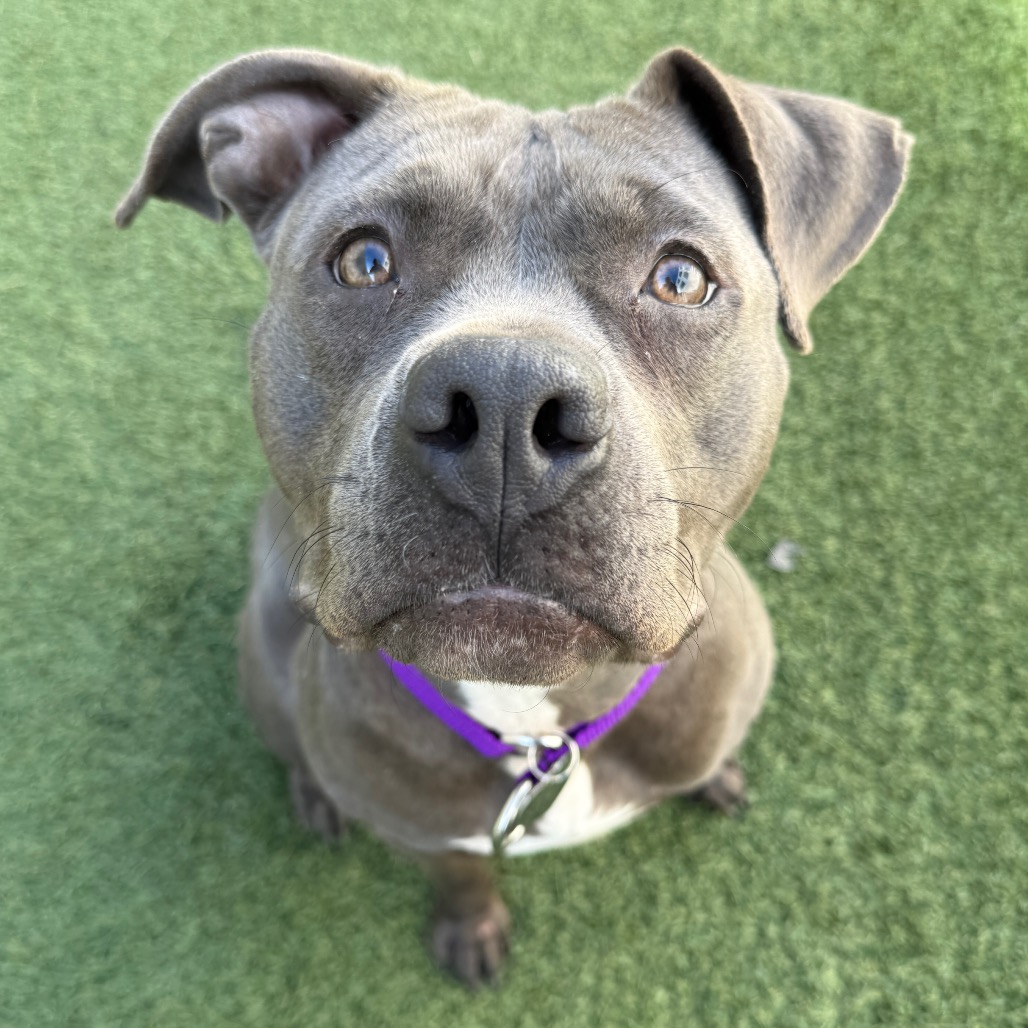 Sesame - Terrier, American Pit Bull