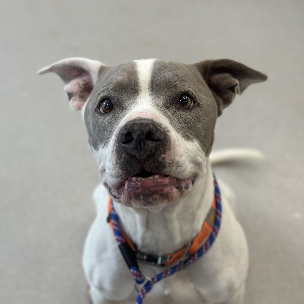 Kota - Terrier, American Pit Bull/Mix
