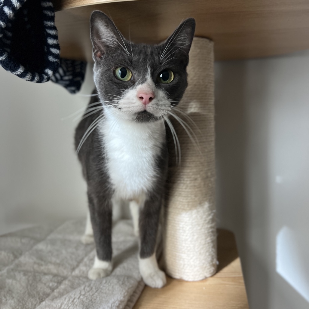 Reba MeowEntire - Domestic Shorthair