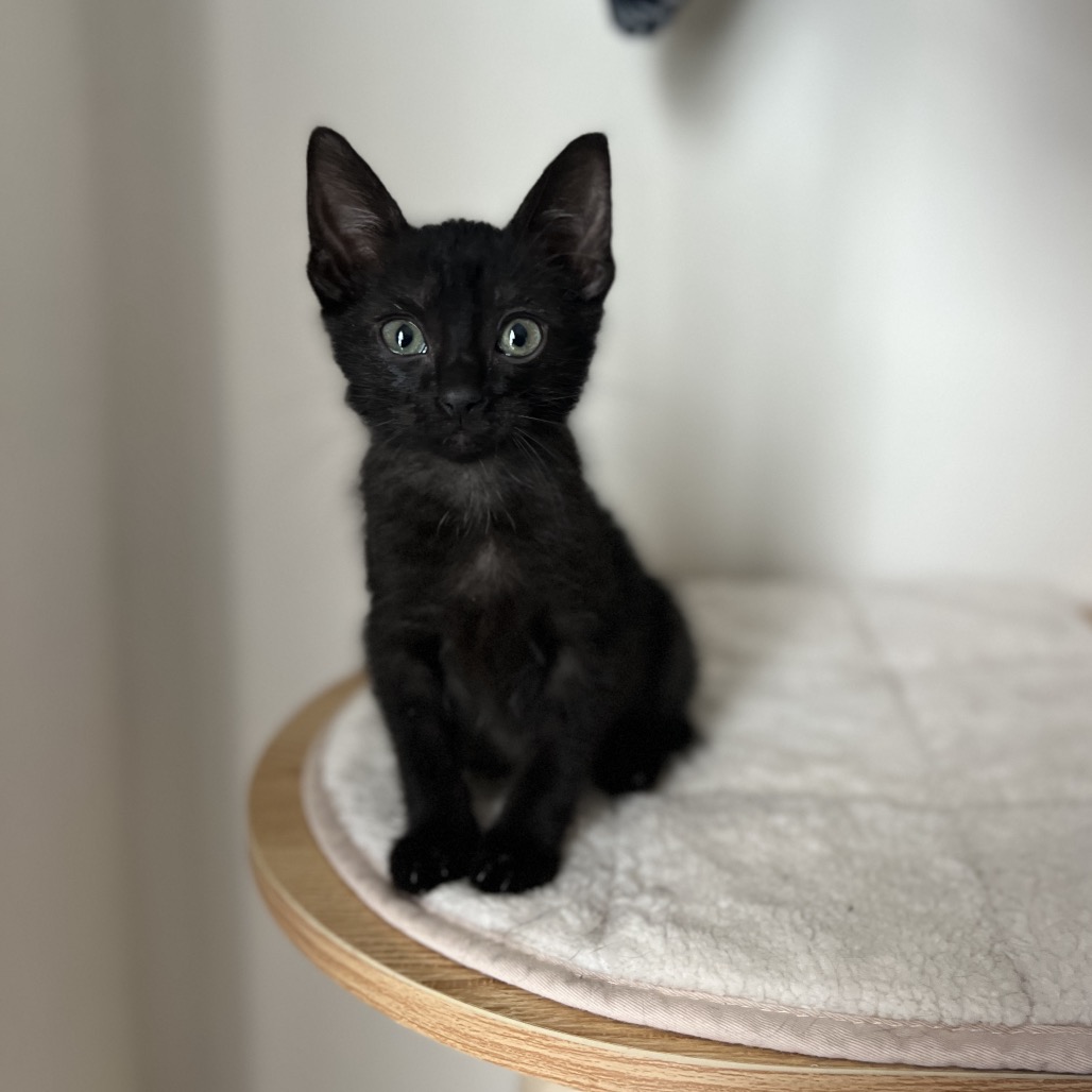 Tim McClaw - Domestic Shorthair