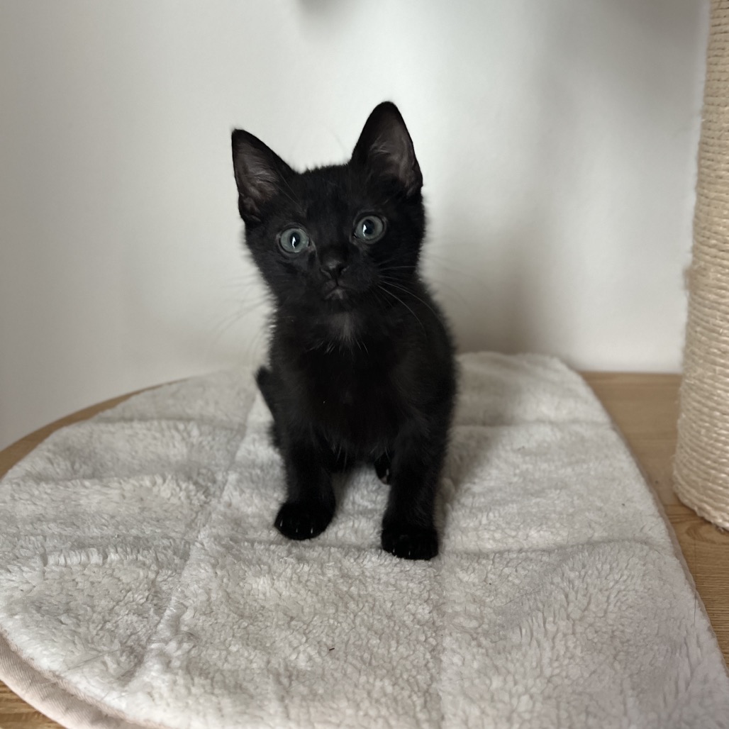 Willie Meowlson - Domestic Shorthair
