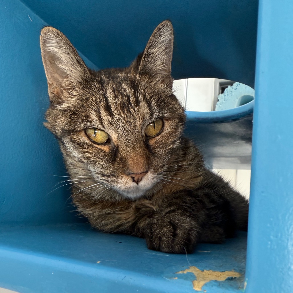 Bella - Domestic Shorthair
