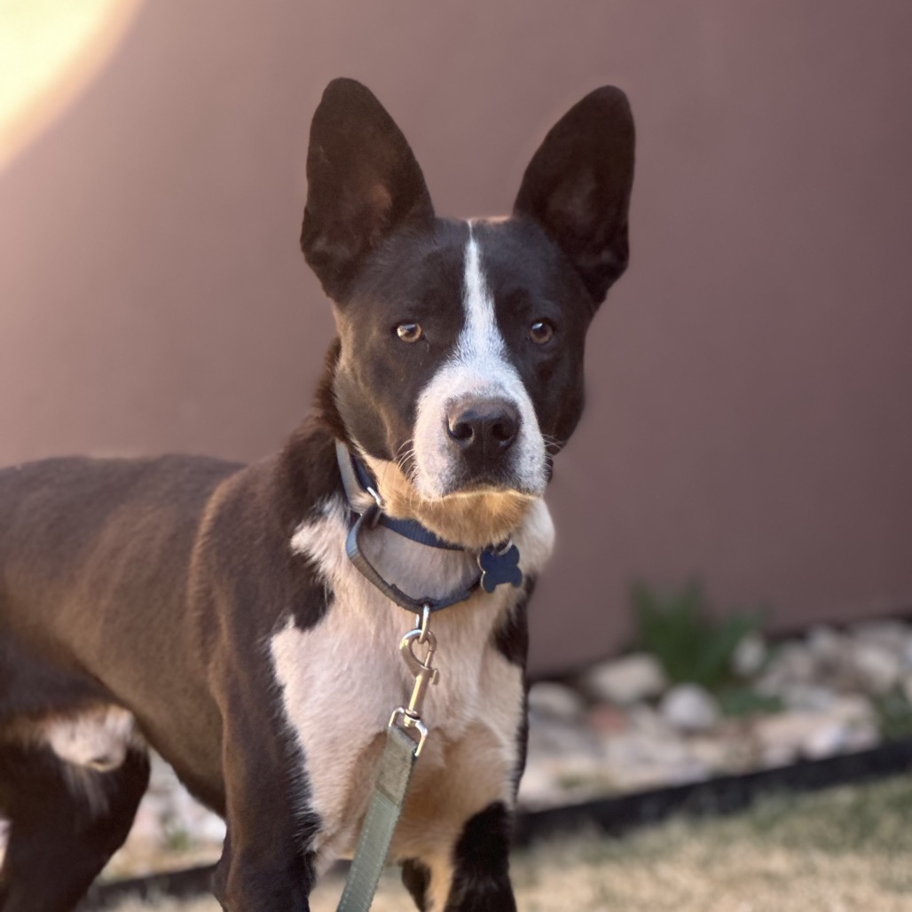 Omar - Cattle Dog/Terrier, American Pit Bull