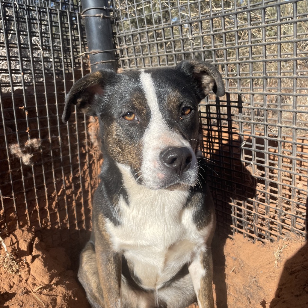 Tucum - Cattle Dog/Terrier, American Pit Bull