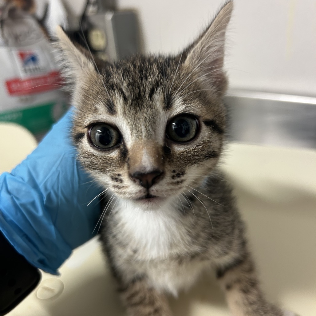 Dipper - Domestic Shorthair