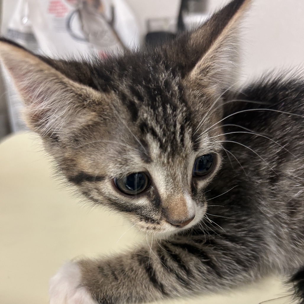 Mable - Domestic Shorthair