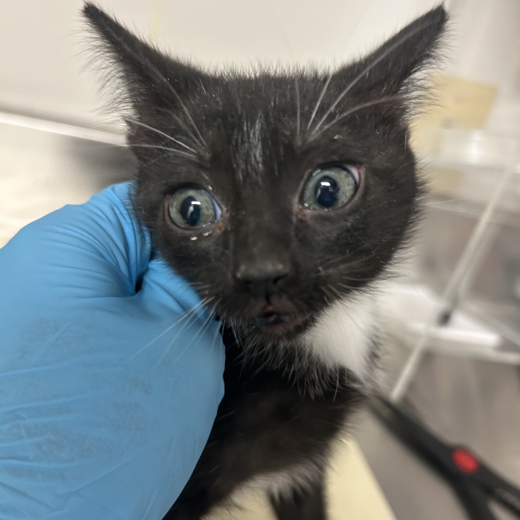 Soos - Domestic Shorthair