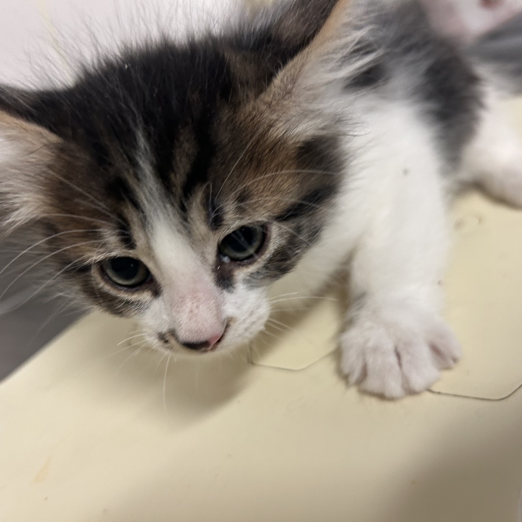 Waddles - Domestic Longhair