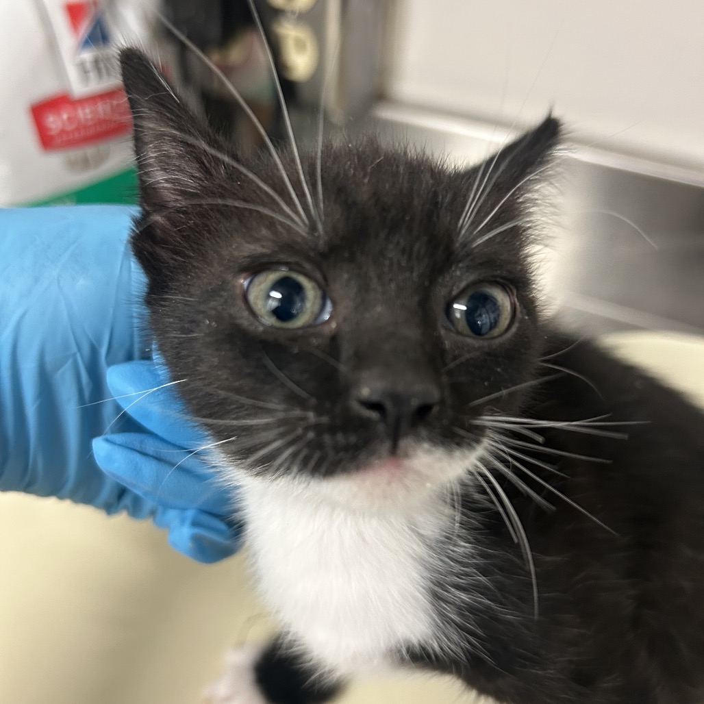 Wendy - Domestic Shorthair