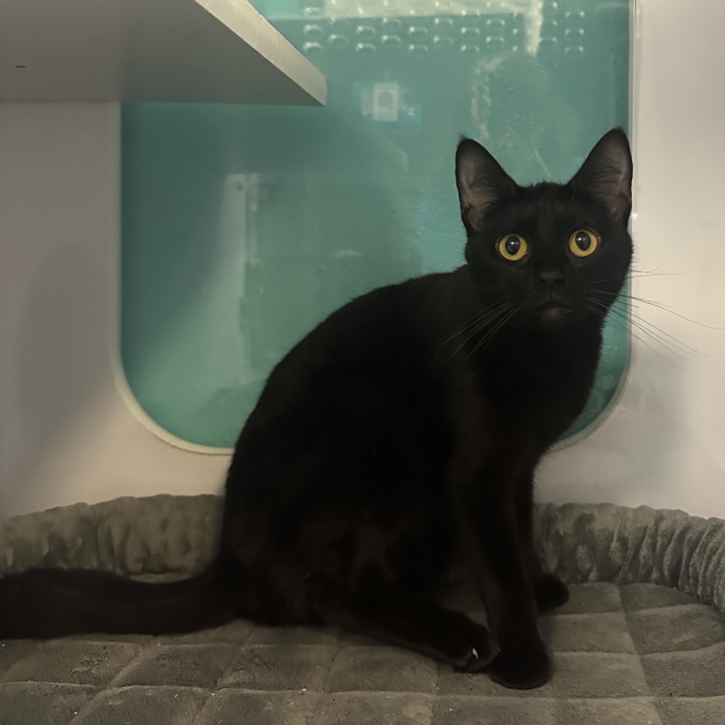 Wednesday - Domestic Shorthair