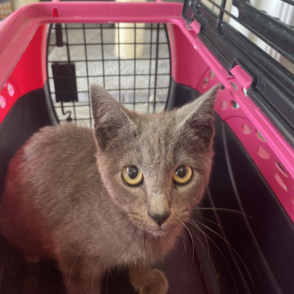 Cinder - Domestic Shorthair