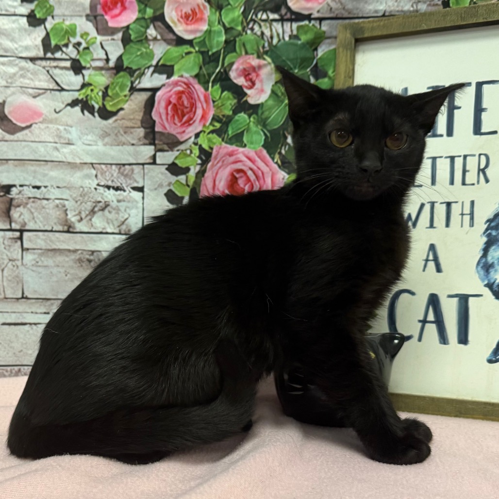 Princess Shadow - Domestic Shorthair