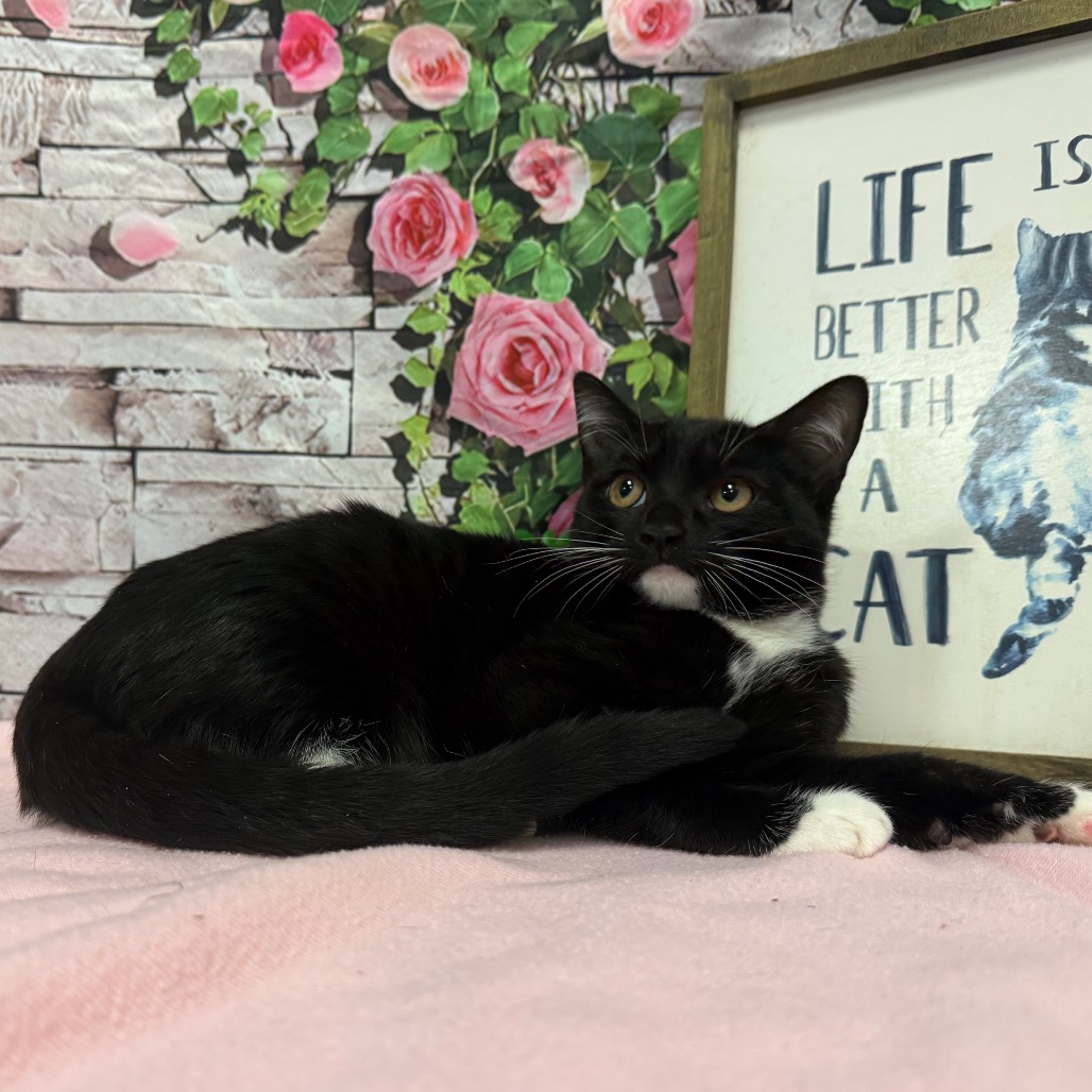 Eclipse - Domestic Shorthair