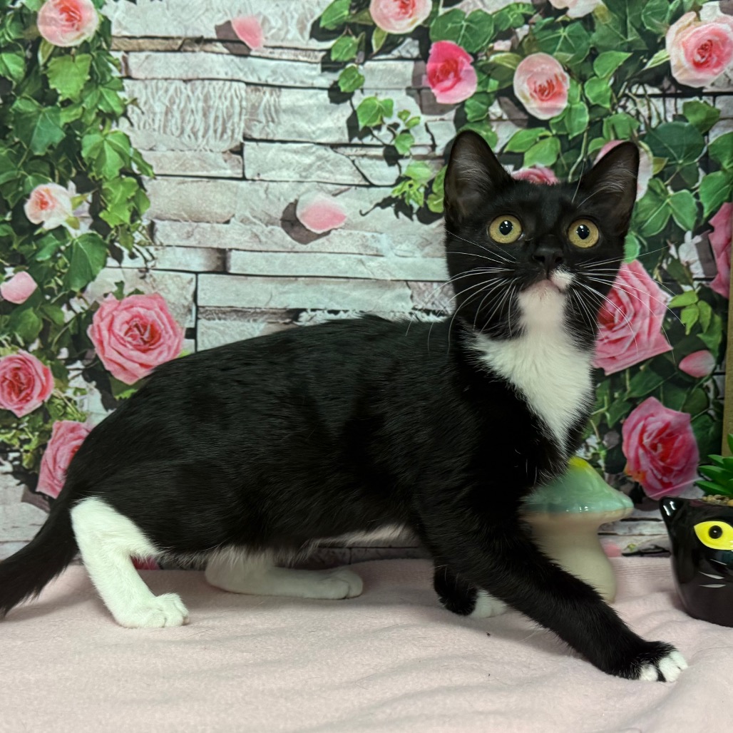 Lilith - Domestic Shorthair