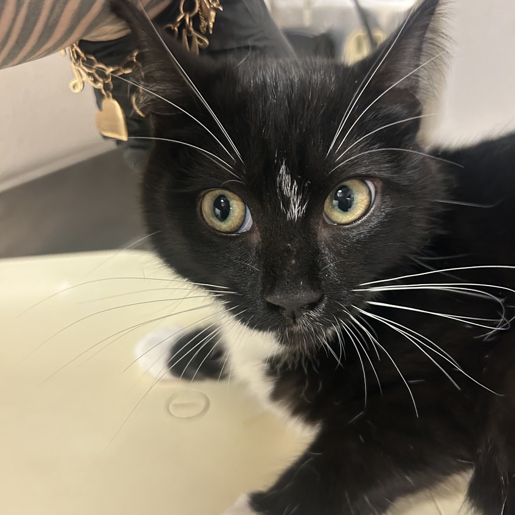 Sophie - Domestic Shorthair