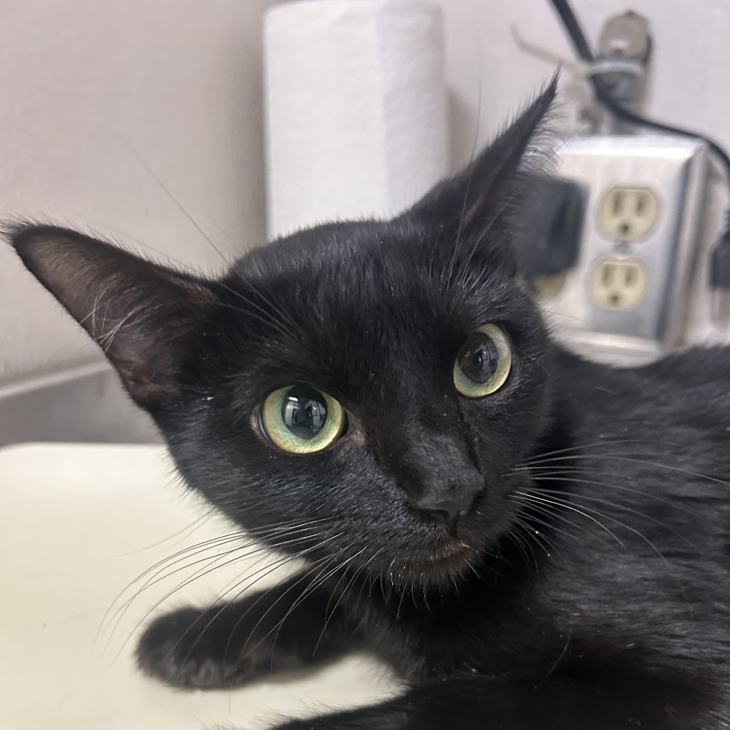 Mercury - Domestic Shorthair