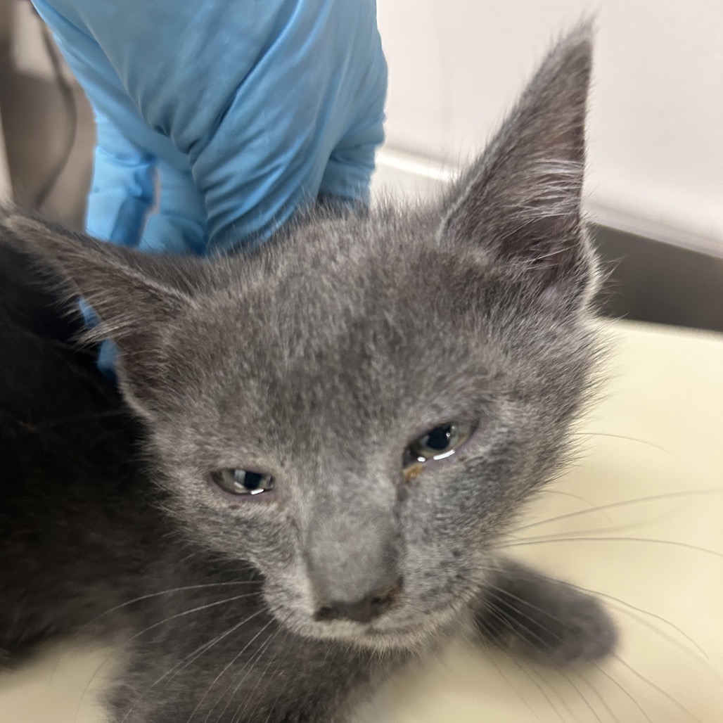 Venus - Domestic Shorthair
