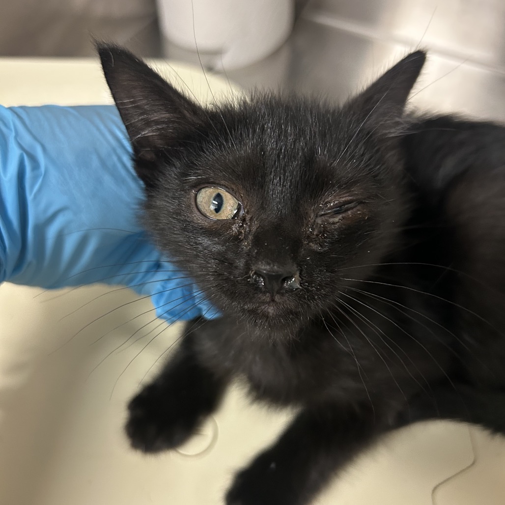 Earth - Domestic Shorthair