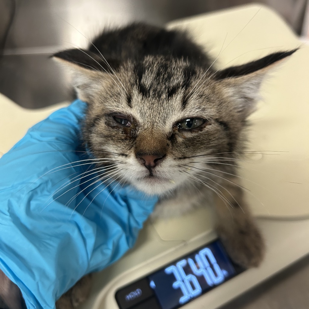 Mars - Domestic Shorthair