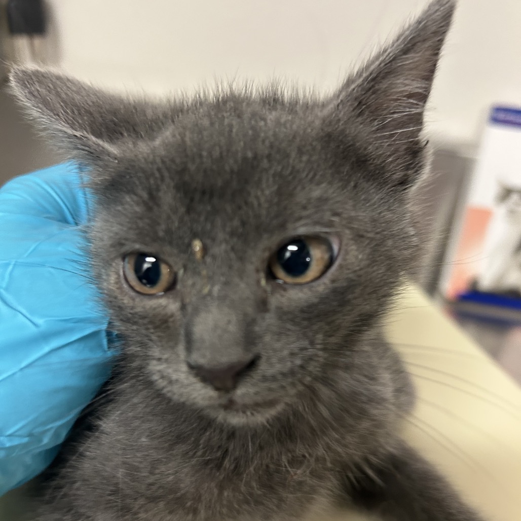 Jupiter - Domestic Shorthair