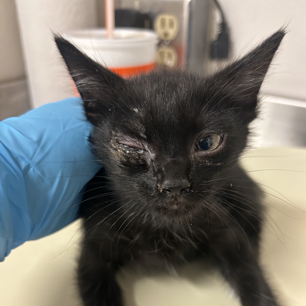 Saturn - Domestic Shorthair