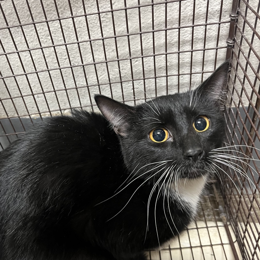 Linda - American Shorthair