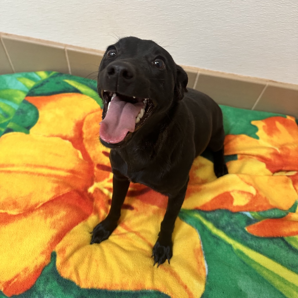 Vanessa - Chihuahua/Terrier, Pit Bull