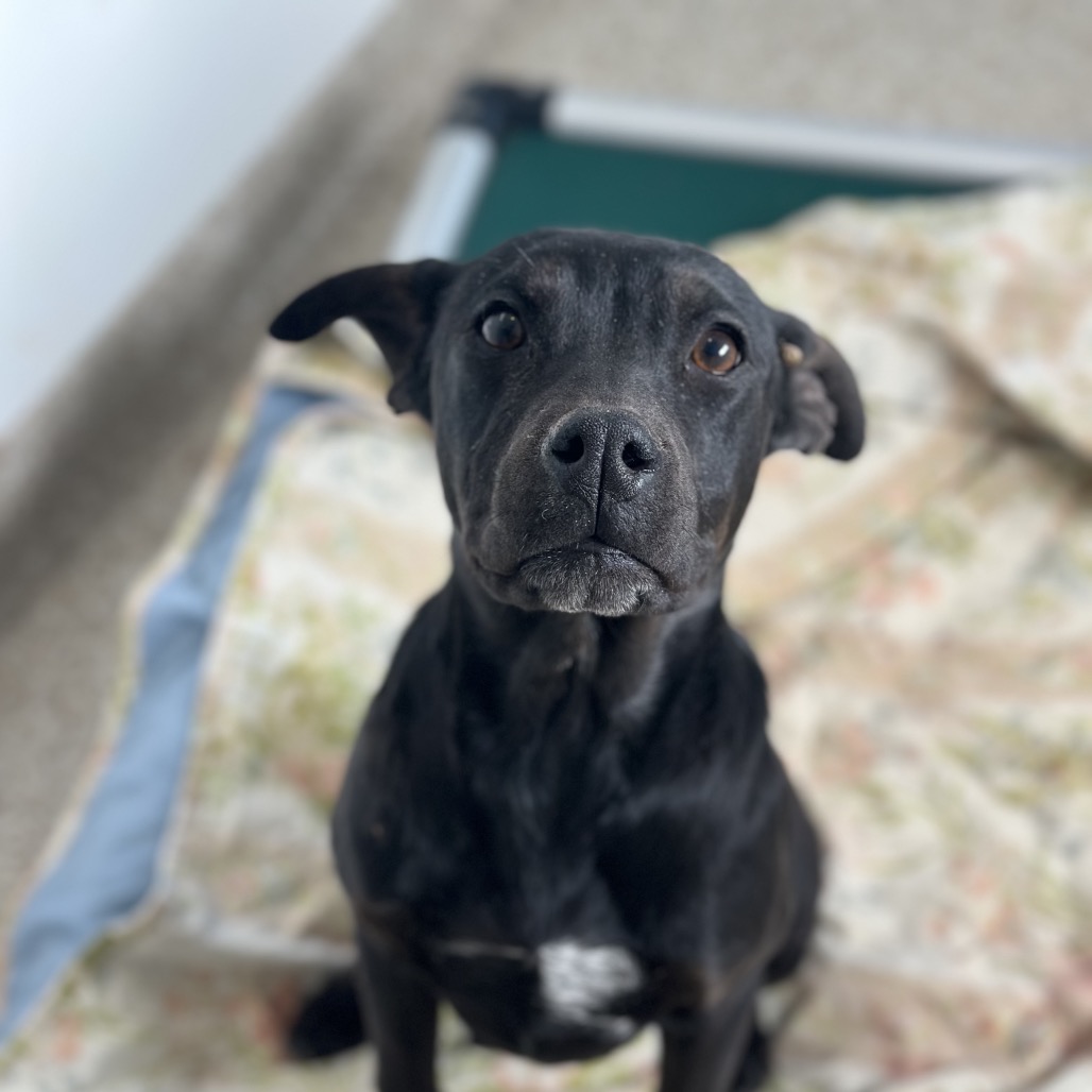 Georgina - Retriever, Black Labrador/Terrier, Pit Bull