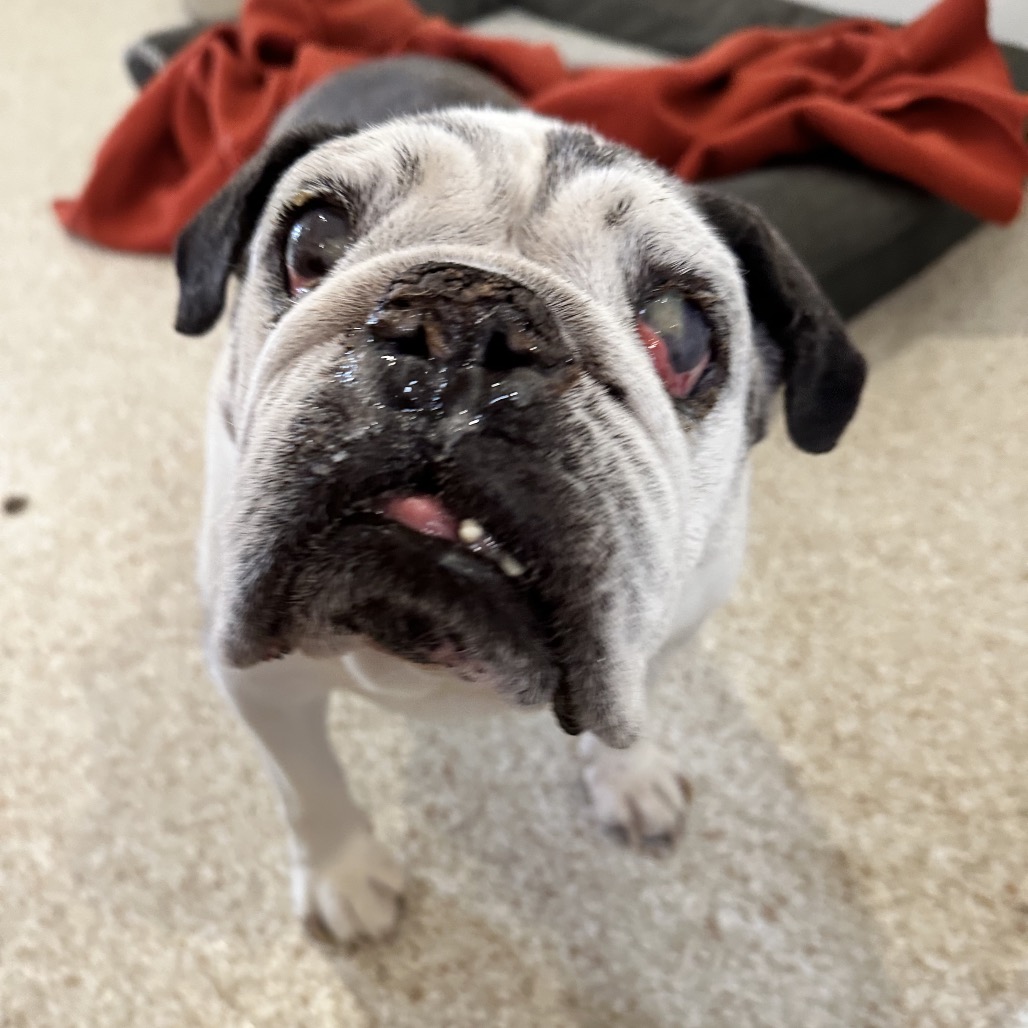 Old Lady - Bulldog, English