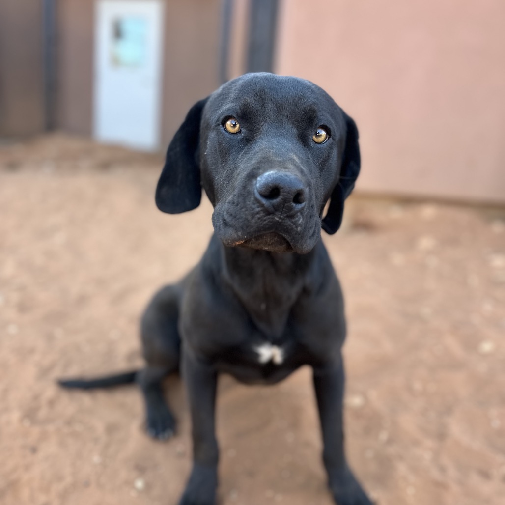 Bart Bass - Retriever, Black Labrador/Terrier, Pit Bull
