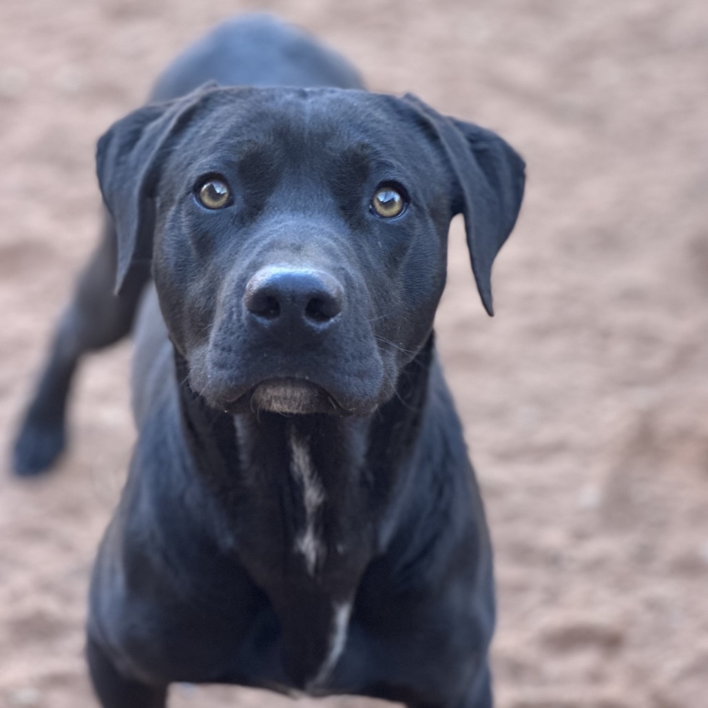 Chuck Bass - Retriever, Black Labrador/Terrier, Pit Bull