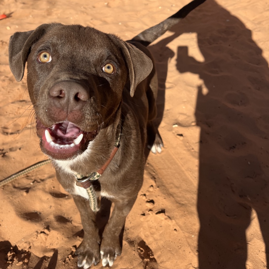 Archibald - Terrier, Pit Bull/Mixed Breed (Medium)