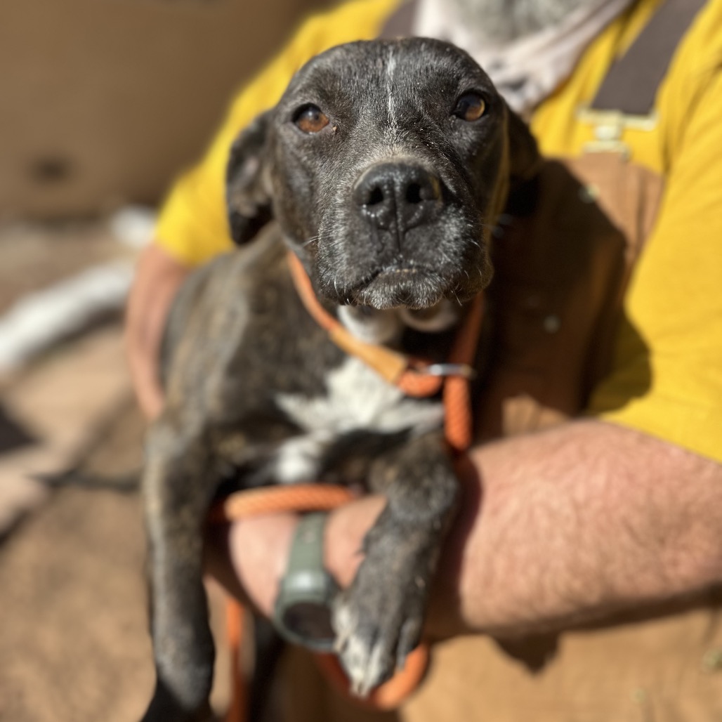 Humphrey - Terrier, Pit Bull/Mix