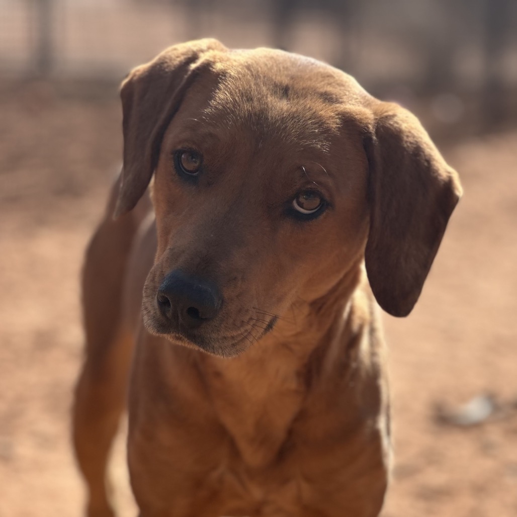 Serena - Retriever, Labrador/Terrier, Pit Bull