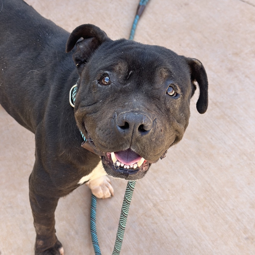 Mavis - Terrier, Pit Bull/Mix