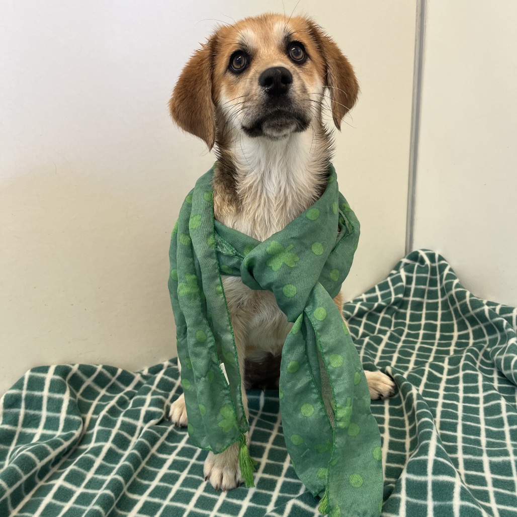 Kirkland - Shiba Inu/Coonhound