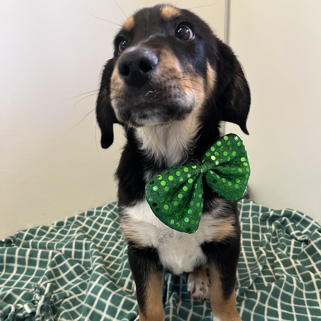 Brawny - Shiba Inu/Coonhound