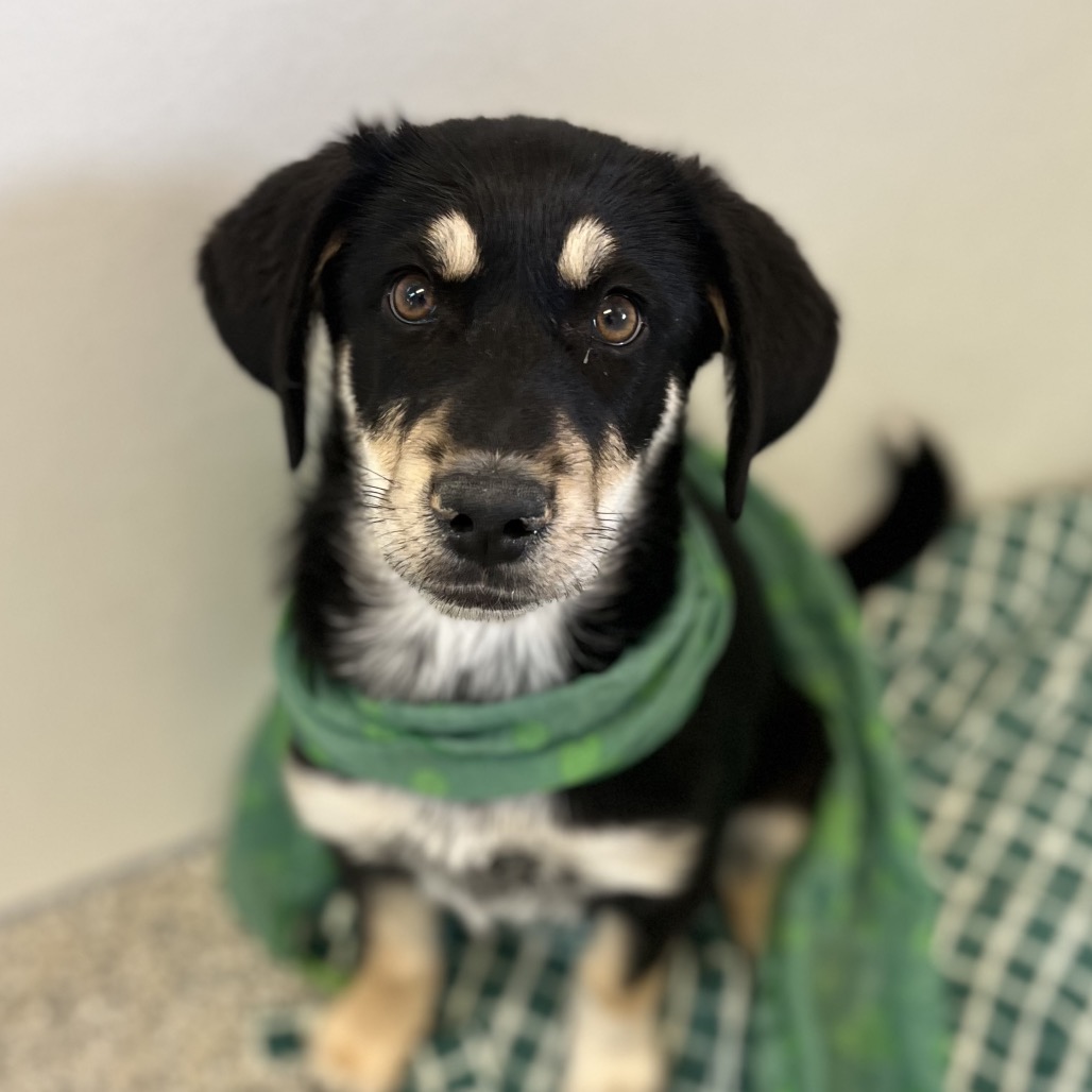 Sparkle - Coonhound/Shiba Inu