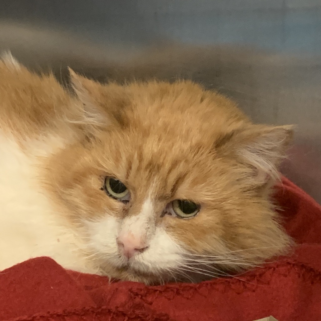 Palmer - Domestic Longhair