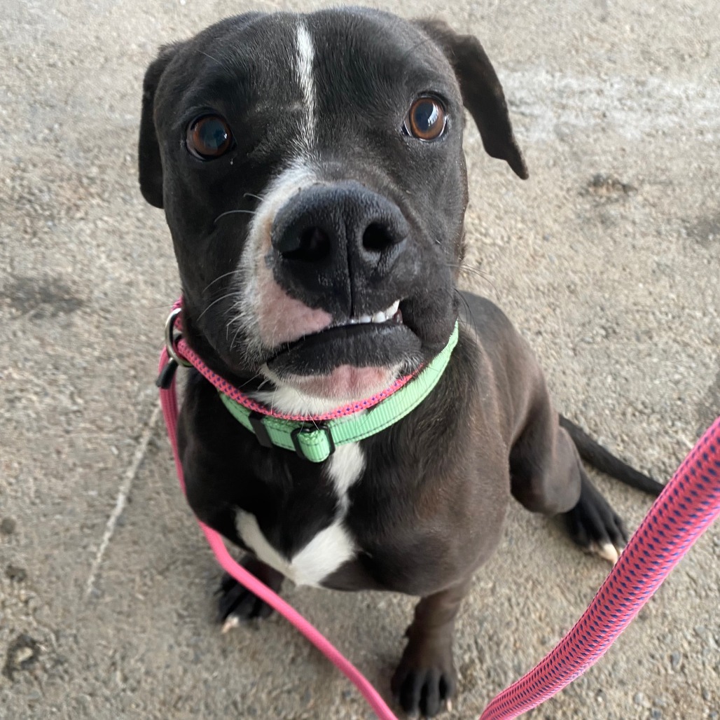 Hip Hip - Boxer/Mixed Breed (Medium)