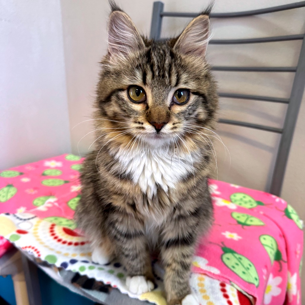 Gran Paradiso - Domestic Shorthair