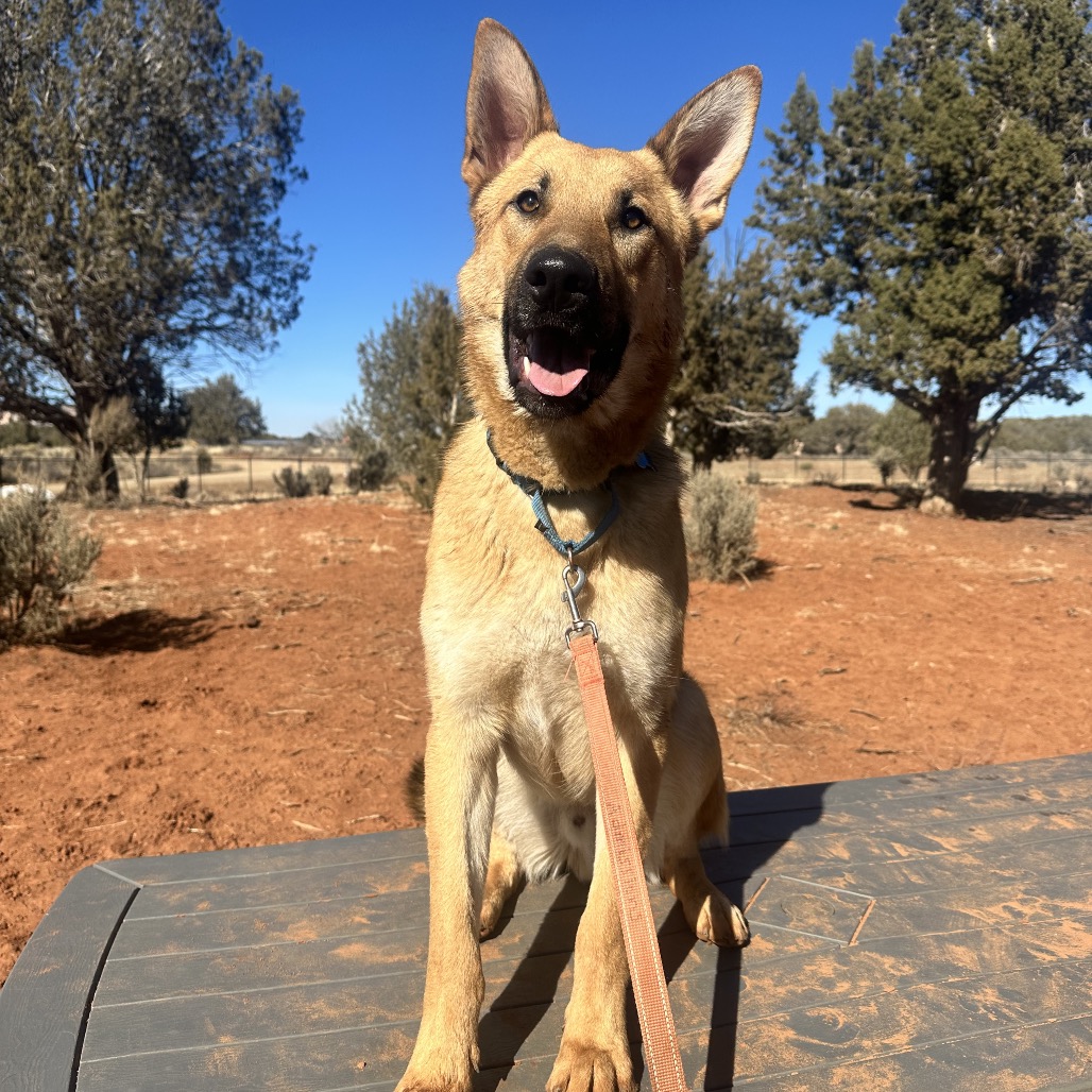 Mr. Fantastic - Shepherd, German/Mix