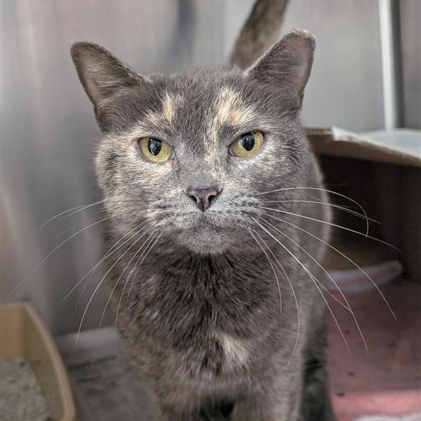 Dino - Domestic Shorthair