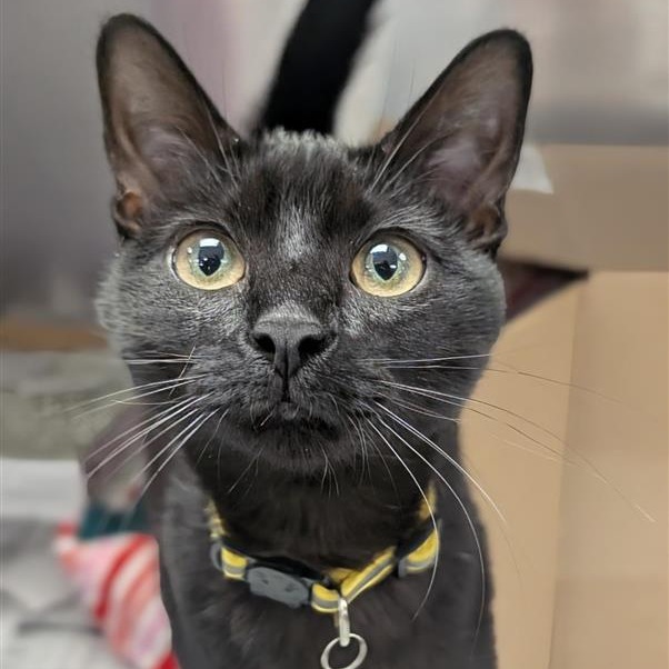 Luna - Domestic Shorthair