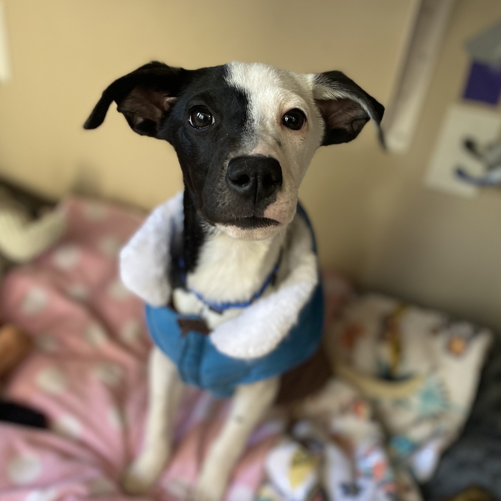 Poinsettia - Terrier, Jack Russell/Terrier