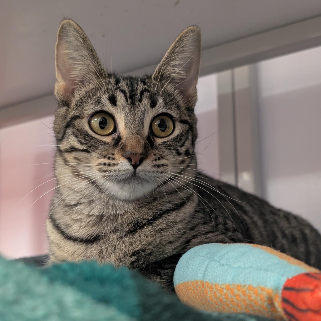 Spaghetti - Domestic Shorthair