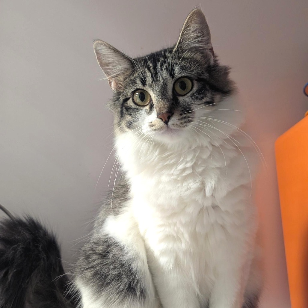 Pesto - Domestic Shorthair