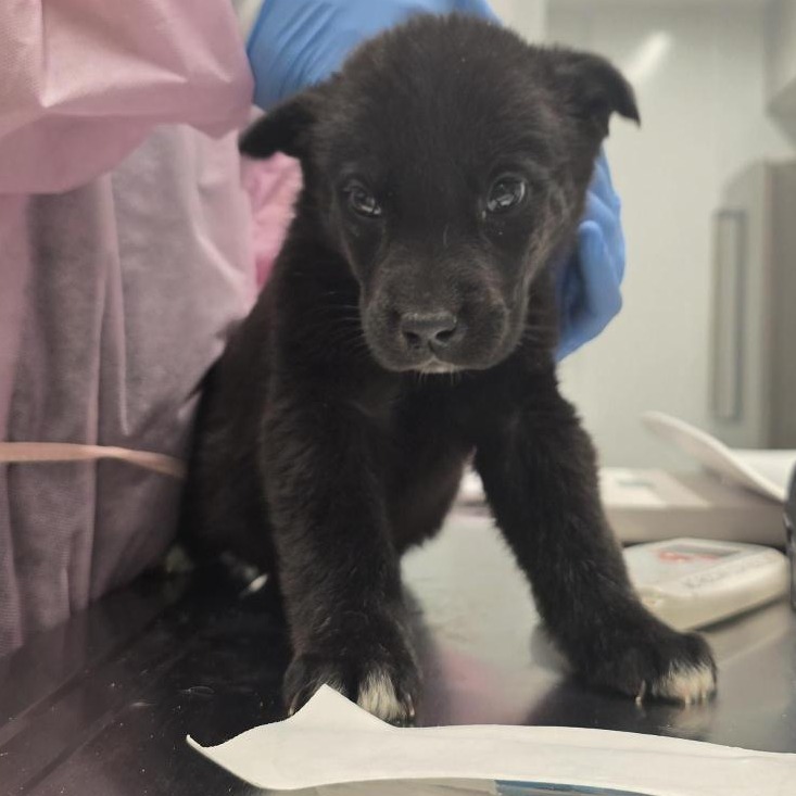 Kida - Shepherd/Mix