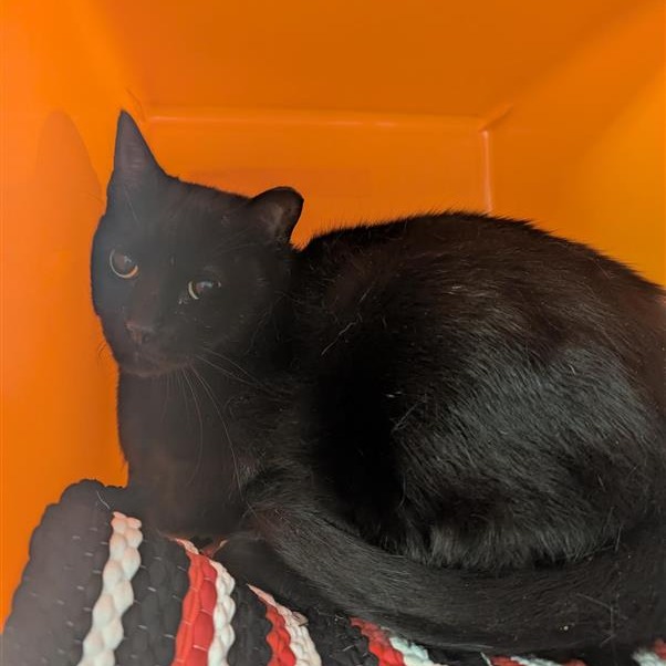 Fernando - Domestic Shorthair